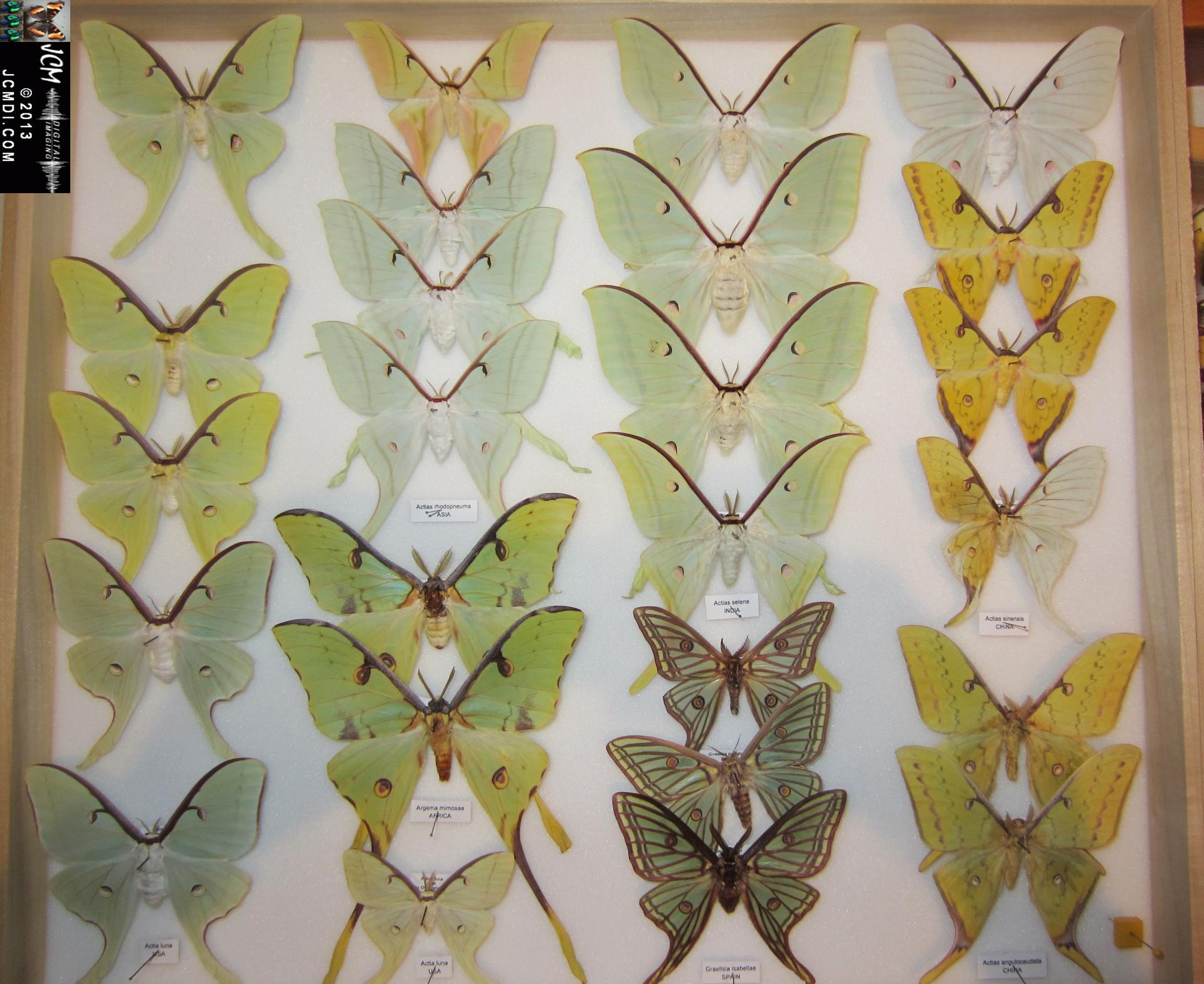 LANHM Bug Fair 2013 Actias drawer